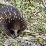 A brown echidna with distinctive yellow spines walks in lush grass during the 3-Day Great Ocean Road Melbourne to Adelaide Explorer tour.