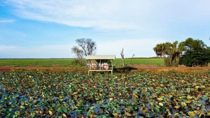 Visitors unwind in a scenic pavilion surrounded by vibrant lily pads at Fogg Dam Wetlands during a 1-day Litchfield National Park tour.