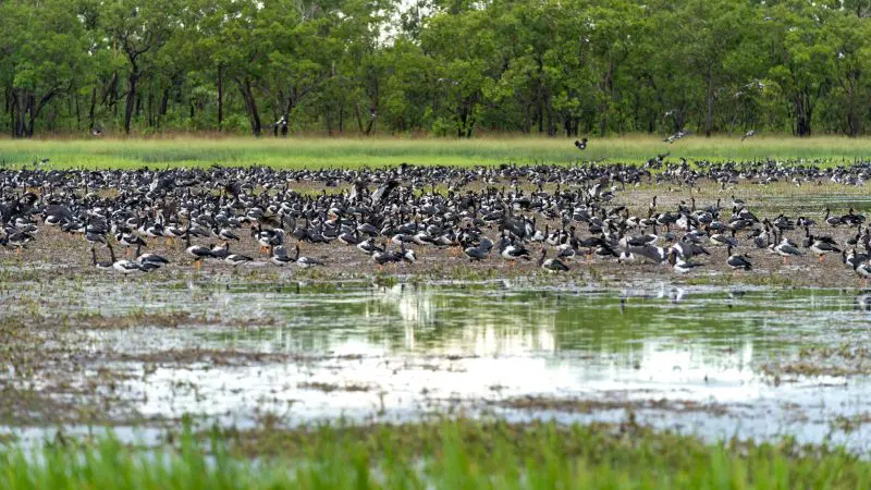 A vibrant flock of wetland birds gather during the Half Day Jumping Crocodile Tour from Darwin, showcasing stunning Northern Territory wildlife.
