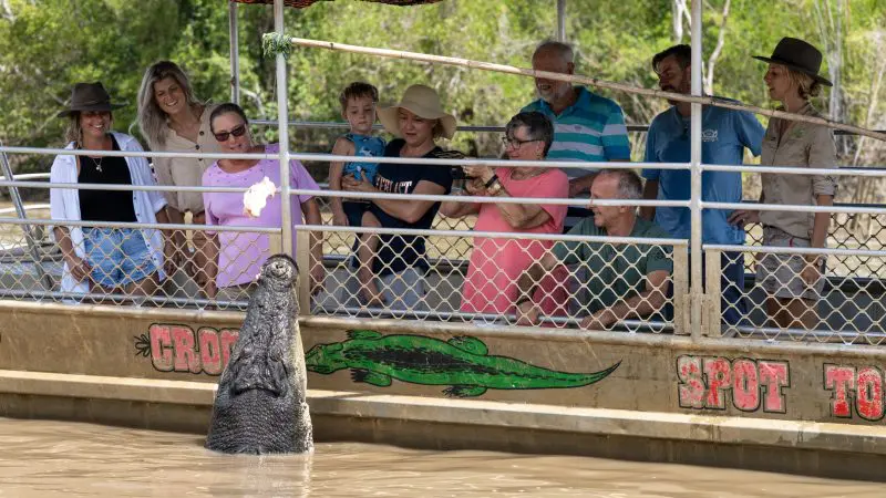 Tourists on the Half-Day Jumping Crocodile Tour from Darwin see a massive crocodile leap high from river waters to snatch its food.