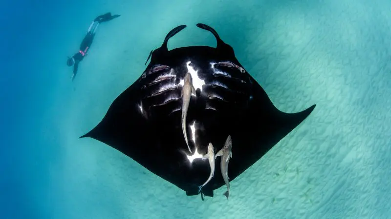 A diver swims with graceful manta rays in vibrant turquoise waters on a 6-Day Perth to Exmouth Coral Coaster adventure tour.