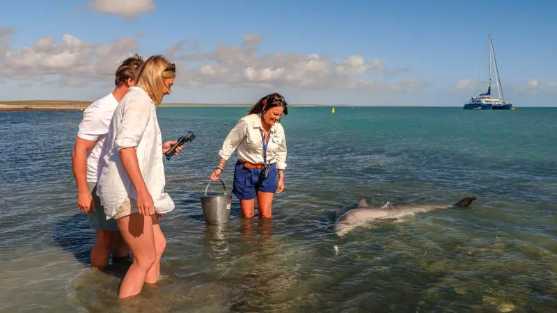 Three people interact with a dolphin in shallow water, one holding a bucket, on the 6 Day Perth to Exmouth Coral Coaster tour.