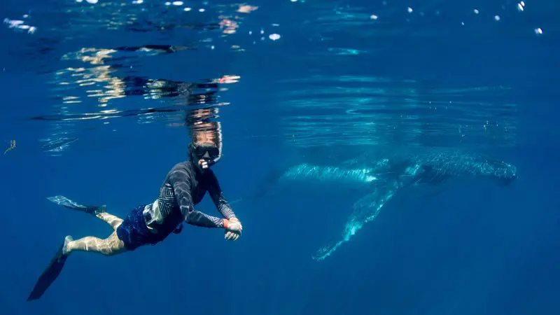 Snorkeller in crystal-clear sunlit waters encounters a majestic whale during the unforgettable 6 Day Perth to Exmouth Coral Coaster tour.