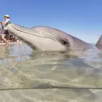 A playful dolphin swims close to shore while travellers on a 4-Day Perth to Monkey Mia Tour capture photos under the sunny sky.