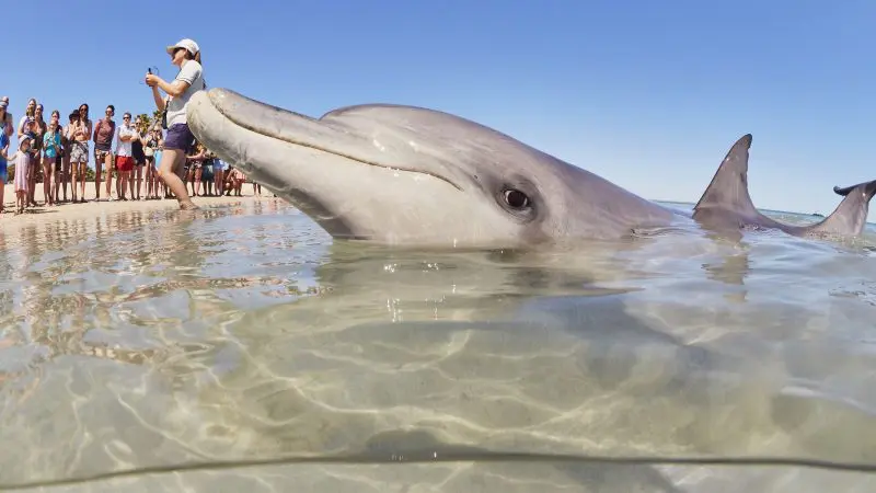 A dolphin glides close to shore as travellers on a Perth to Exmouth Ningaloo Reef tour capture photos of marine life and scenic views.