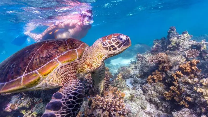 a turtle on ningaloo reef with a snorkeller in the background