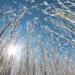 Snow-covered bare trees glisten in sunlight on a Lake Mountain Snow Waterfalls tour, Melbourne’s top-rated winter day trip experience.