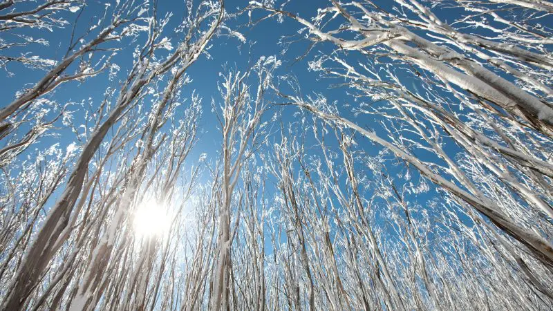 Snow-covered bare trees glisten in sunlight on a Lake Mountain Snow Waterfalls tour, Melbourne’s top-rated winter day trip experience.