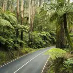 Scenic winding road bordered by vibrant, towering ferns—ideal for a Lake Mountain Snow Waterfalls tour near Melbourne in one day.