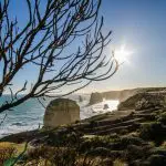 Stunning sunset view of the Twelve Apostles along Great Ocean Road, Melbourne tour, with silhouetted tree framing dramatic coastline.