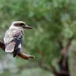 A majestic kookaburra perches on a tree branch at golden sunset, captured during a top-rated Great Ocean Road Tour from Melbourne.