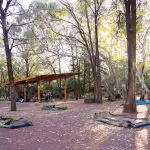 Swags rest on the forest floor at a scenic campsite during the 7 Day Adelaide to Uluru Adventure with Untamed Escapes.