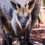 Wallaby on rocky terrain at Blue Mountains Wildlife Park, 1-day tour; wire fence and lush greenery in the background.