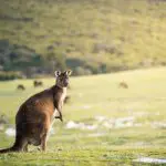 64237bb99a298_8473_kangaroo-stokes-bay-kangaroo-island-ben-goode