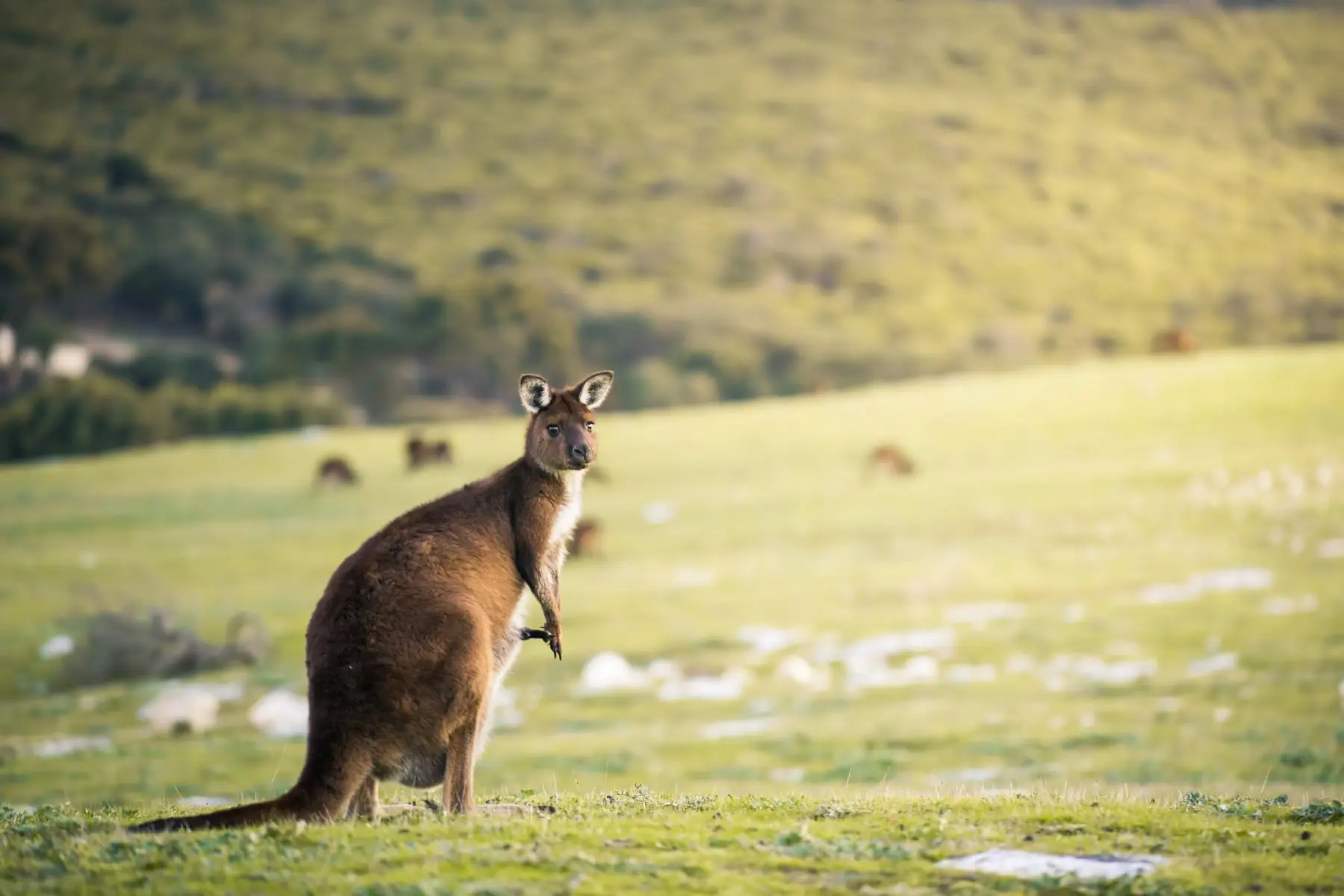 64237bb99a298_8473_kangaroo-stokes-bay-kangaroo-island-ben-goode