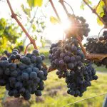 Sunlit clusters of ripe purple grapes on vines, showcased during a Hunter Valley Signature Wine Tour in Australia’s renowned wine region.