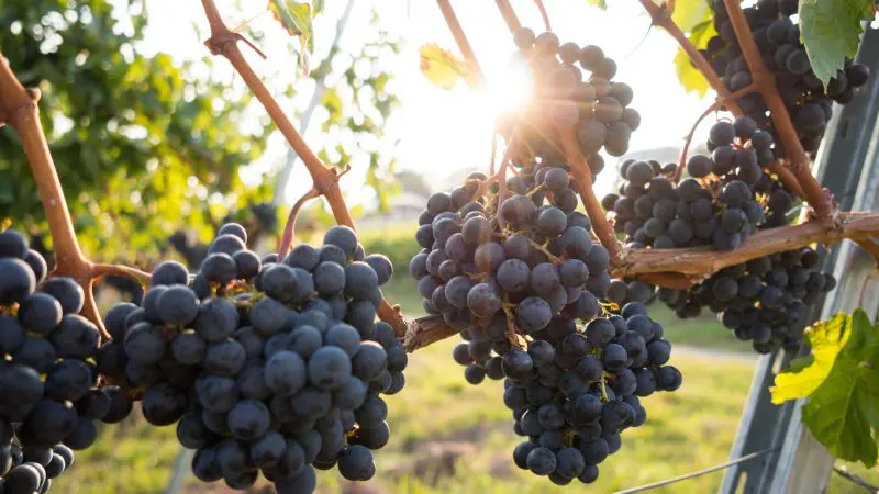 Sunlit clusters of ripe purple grapes on vines, showcased during a Hunter Valley Signature Wine Tour in Australia’s renowned wine region.