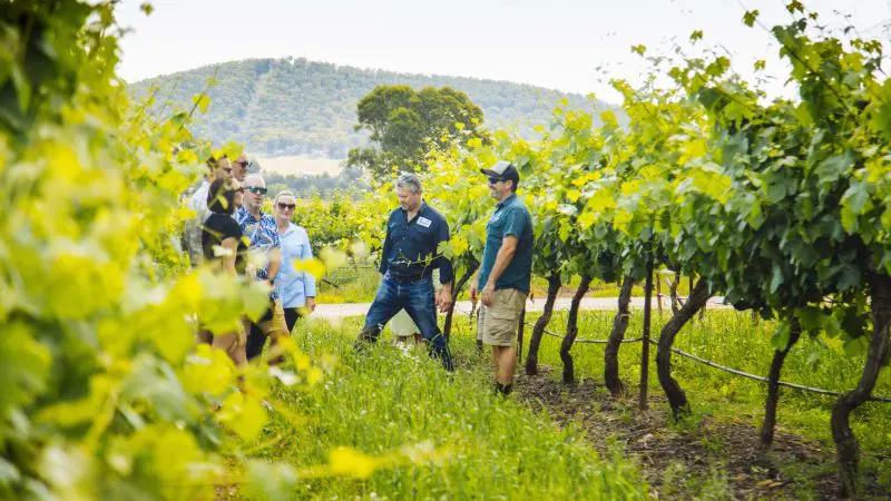 Travellers savour a premium Hunter Valley Wine Tour; guided tastings amid lush vineyards, rolling hills, and scenic countryside views.
