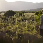 Tourists observe wild kangaroos grazing on sunlit grasslands during a Wilsons Promontory tour, with scenic mountains in the background.