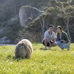 Visitors at Wilsons Promontory Day Tour observe a wild wombat grazing on sunlit grass in a pristine, scenic natural habitat.