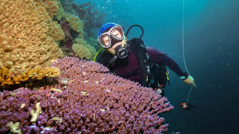 Scuba diver swimming among colourful coral at Reef Magic Outer Barrier Reef Pontoon, immersed in crystal-clear blue water.