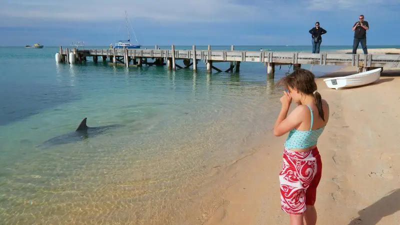 A young girl stands on a sunlit beach, watching a dolphin swim near a scenic pier during the 10-Day Perth to Broome Adventure tour.