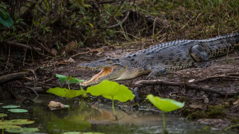Majestic crocodile basking with jaws open on a muddy riverbank beside the famous 4WD Kakadu Adventure Hotel in Australia.