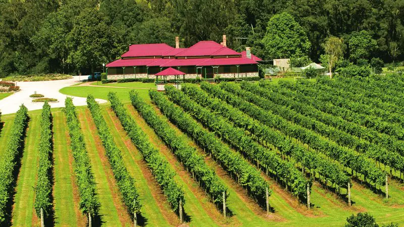 Scenic vineyard rows with lush grapevines and a grand house, evoking O'Reilly's Lamington National Park near Gold Coast, Australia.