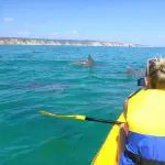 Adventurer in a yellow sea kayak with life jacket observes wild dolphins swimming along the scenic Noosa coastline, Queensland, Australia.
