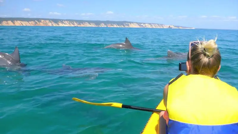 Adventurer in a yellow sea kayak with life jacket observes wild dolphins swimming along the scenic Noosa coastline, Queensland, Australia.