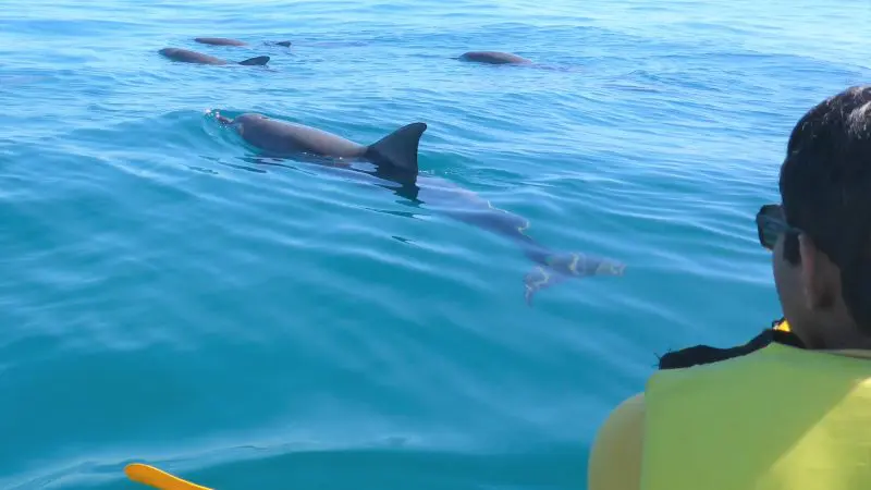 Kayaker paddling by playful dolphins in crystal-clear Noosa sea, exclusive 4x4 beach tour adventure in unspoilt Queensland scenery.