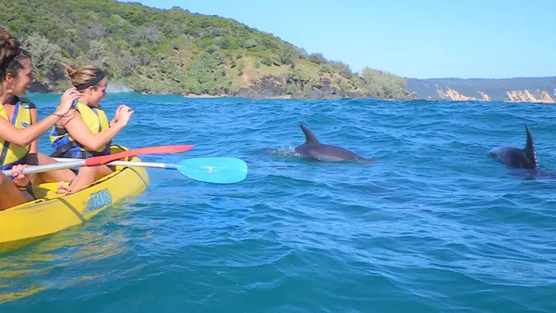 Two people sea kayaking alongside playful dolphins in vibrant blue waters, with Noosa’s lush, green hills and scenic shoreline behind.