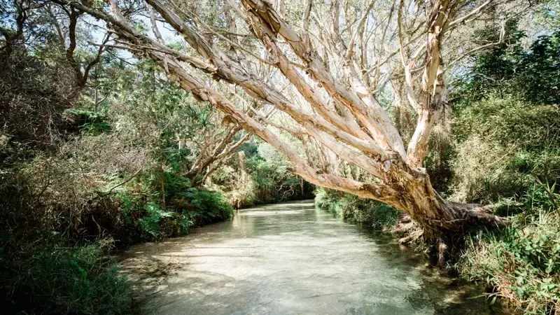 Crystal-clear stream winding beneath arching trees in the vibrant, sun-drenched Kgari 3 Day Getaway Illumina forest.