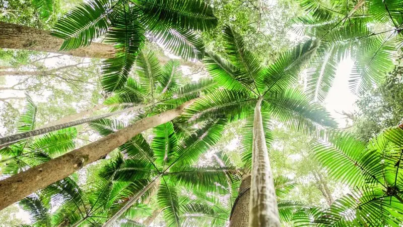 Majestic tall palm trees with radiant sunlight streaming through lush canopies on the Kgari 4 Day Experience adventure tour.