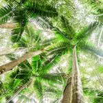 Scenic upward view of towering tropical trees and vibrant green palm fronds on the Kgari 5 Day Ultimate Forest Canopy Adventure tour.