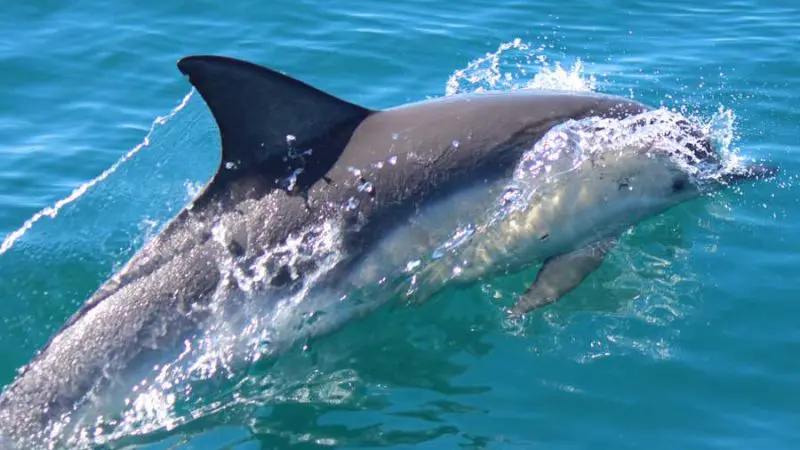 A playful dolphin glides beneath crystal-clear blue water, splashing energetically alongside a scenic river cruise boat tour.