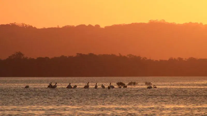 Stunning sunset river view with bird silhouettes gliding over calm water, golden-orange sky, and rolling hills—ideal cruising scenery.