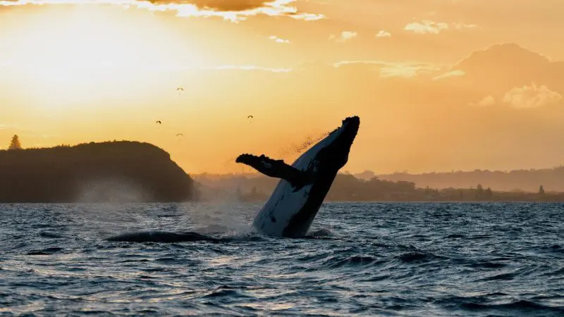 A majestic whale breaches the ocean at sunset, creating an unforgettable whale watching spectacle along a breathtaking scenic coast.
