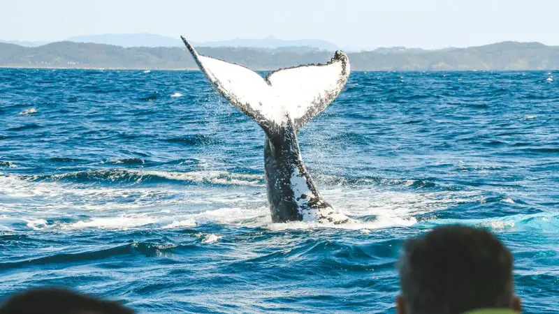 A majestic whale’s tail splashes above the blue ocean as excited tourists watch from a boat during a thrilling whale watching tour.