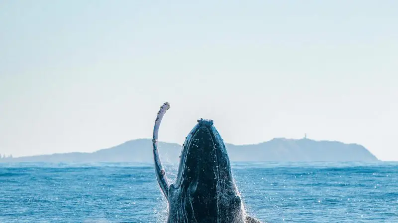 A majestic whale breaches the ocean during whale watching, showcasing its fin against scenic distant hills and sparkling blue water.