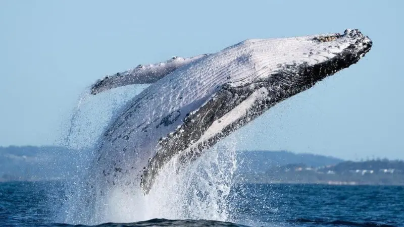 Majestic humpback whale breaches the ocean surface, thrilling whale watchers with an awe-inspiring wildlife spectacle.