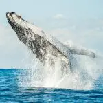 A majestic humpback whale leaps from the sparkling sea, breaching with a massive splash on a sunny whale watching tour.