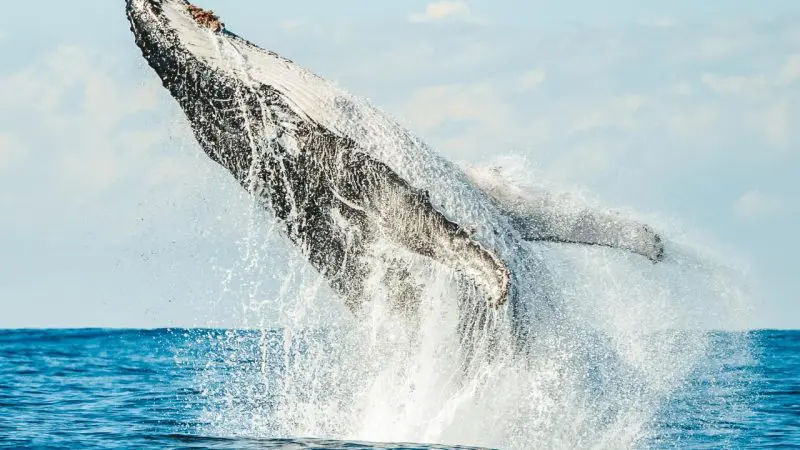 A majestic humpback whale leaps from the sparkling sea, breaching with a massive splash on a sunny whale watching tour.