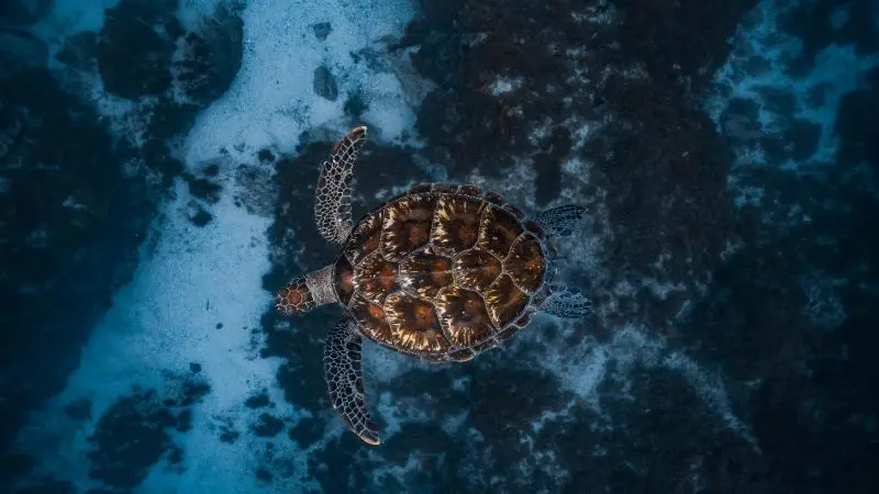 Experience a majestic sea turtle gliding above the sandy seabed whilst snorkelling at Julian Rocks, a top-rated marine wildlife hotspot.