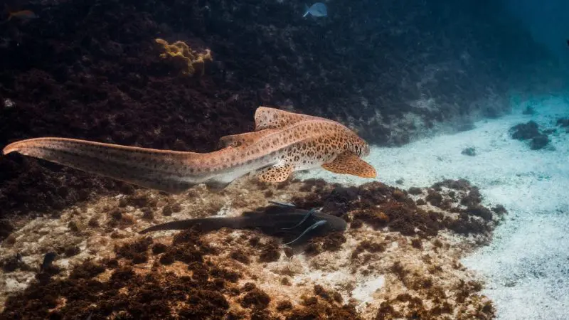 Encounter a majestic leopard shark gliding over sandy seabeds and dark rocks during a thrilling Julian Rocks snorkelling tour adventure.