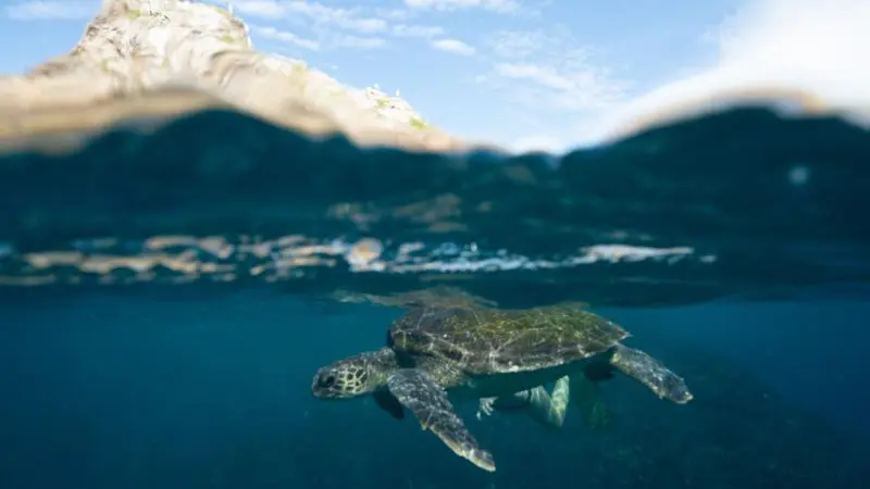 Sea turtle glides beneath the surface by Julian Rocks’ rugged coastline, ideal for snorkelling tours under a partly cloudy sky.