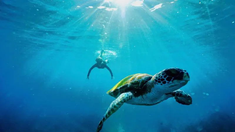 Swimmer on Julian Rocks snorkelling tour follows sea turtle underwater as sunlight beams through clear blue ocean, vibrant marine life visible.