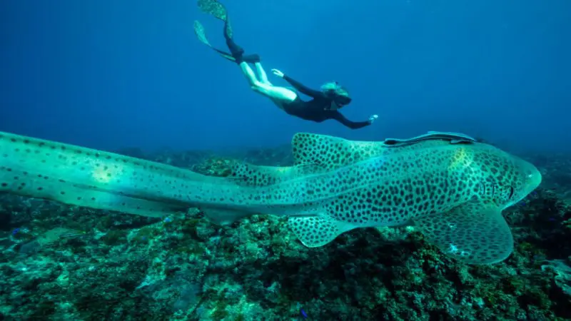 Snorkeller observes a spotted zebra shark near vibrant coral reef on Julian Rocks Snorkelling Tour, crystal-clear underwater scene.
