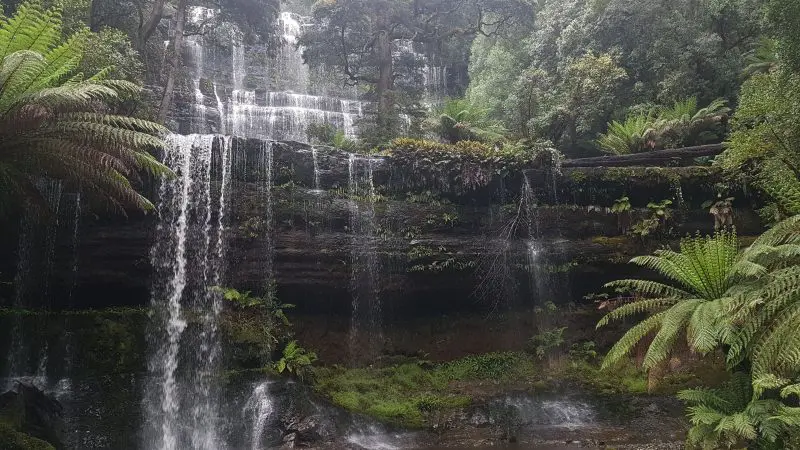 Scenic multi-tiered waterfall cascading through a lush green forest along the 4 Day Wild Tasmania Wilderness Loop by Wild Tasmania Tours.