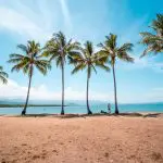 Towering palm trees line a pristine sandy beach on the Fully Guided Ultimate East Coast Sydney to Cairns 3 Weeks 2 tour adventure.